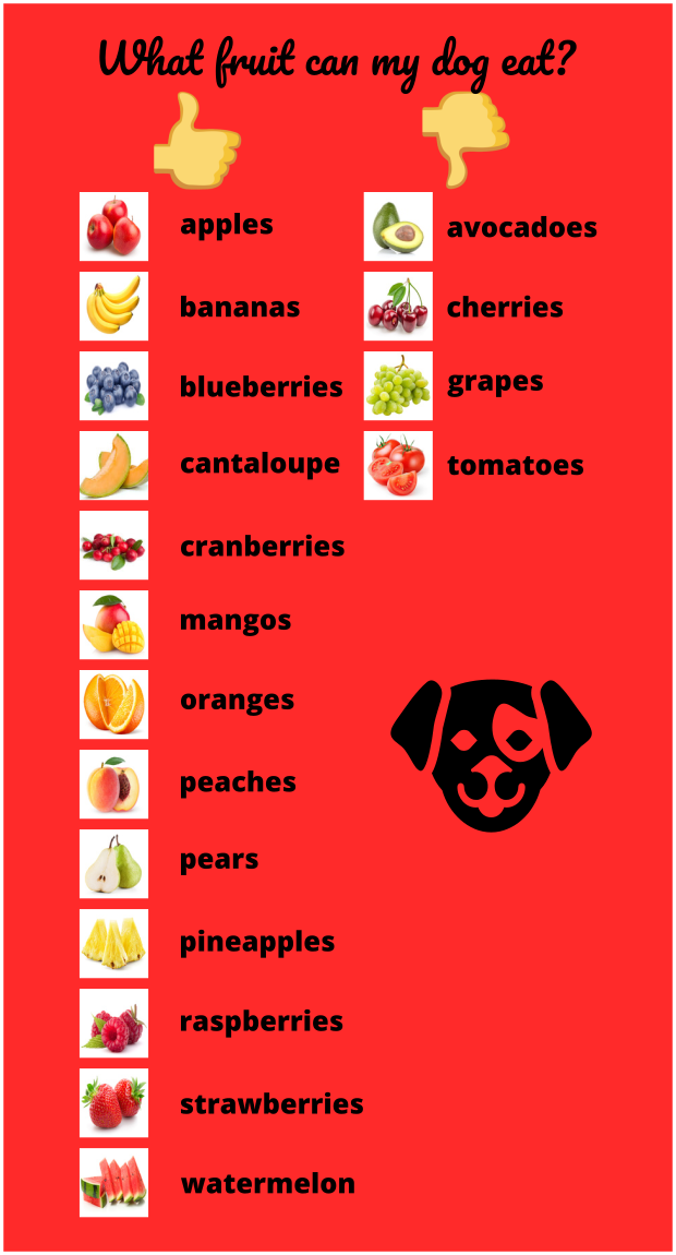 What Fruit Can a Dog Eat? Infographic