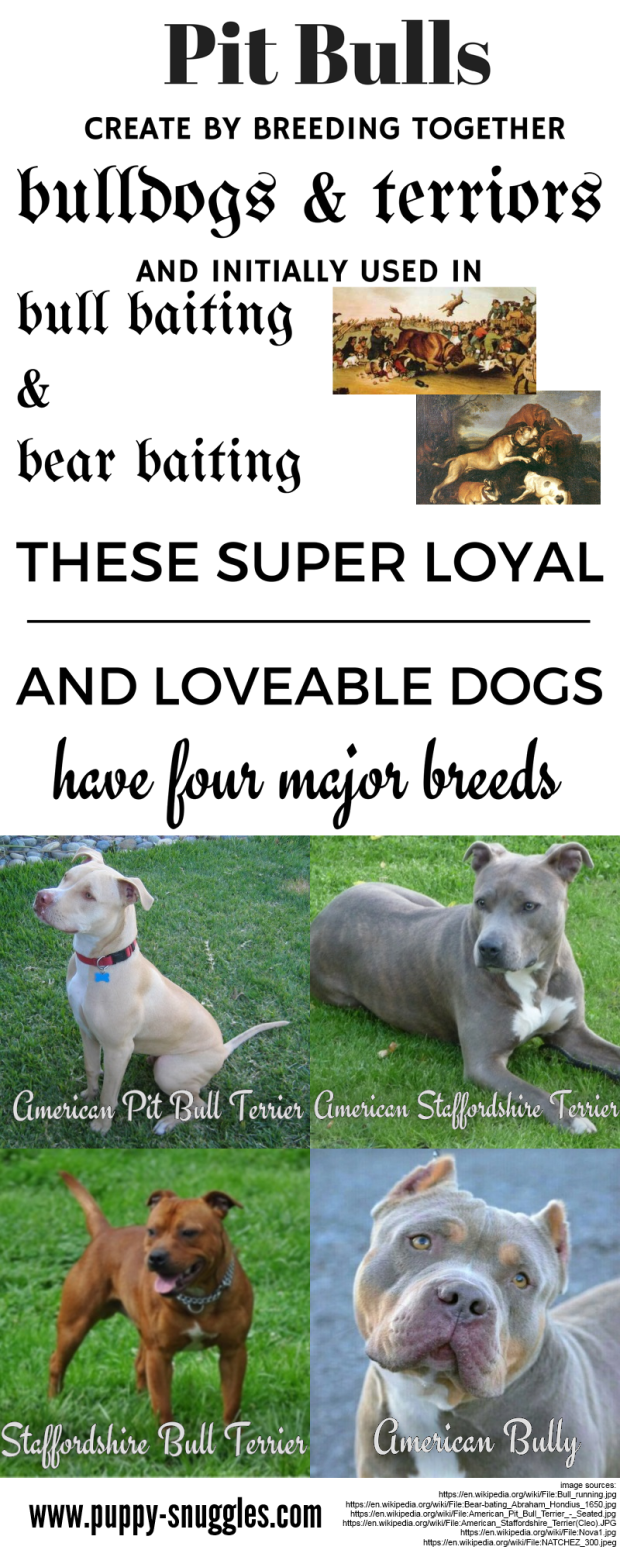 The Four Most Common Pit Bull Dog Breeds Infographic