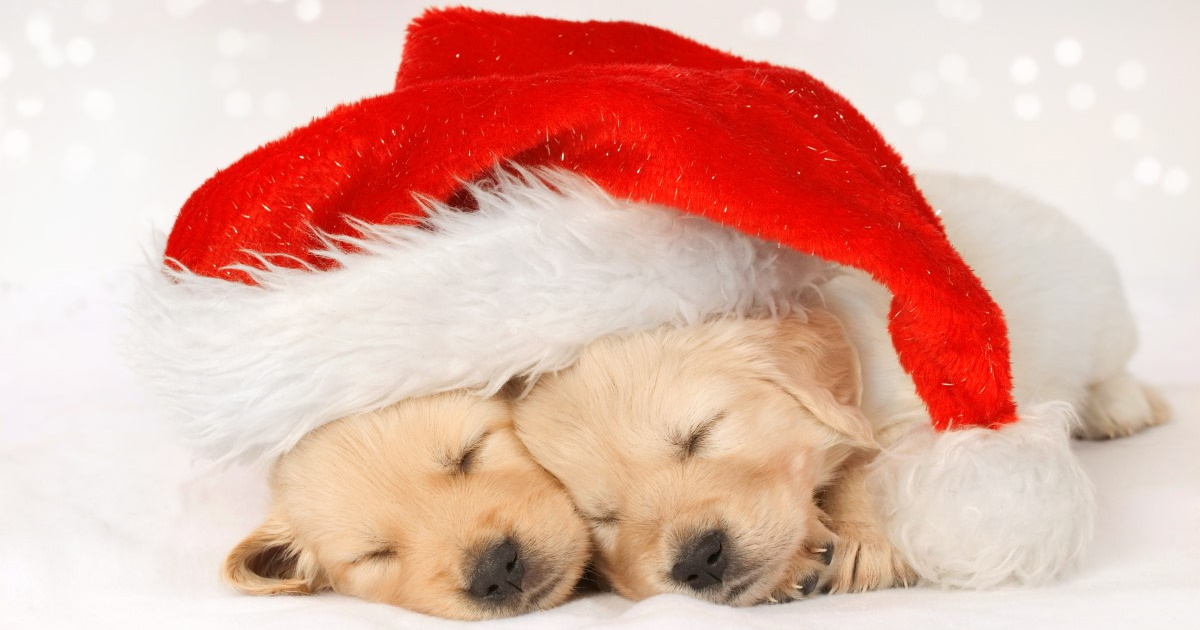 Two puppies that appear to be Goldren Retrievers sleeping together with a Santa hat.