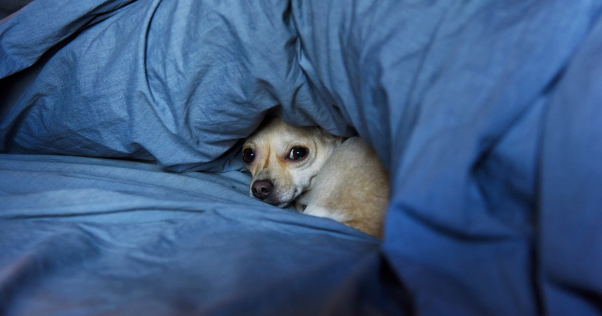 A dog that appears to be a chihuahua in the crevice of a bed.