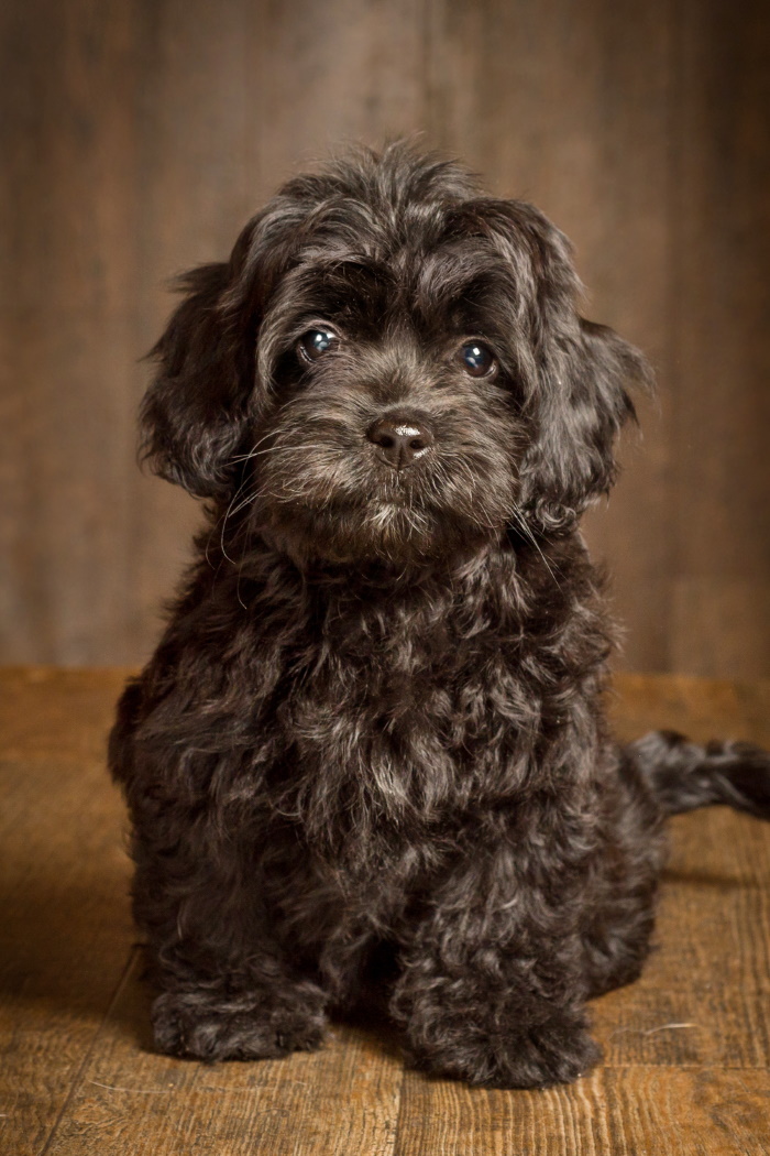 A black cockapoo.