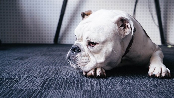 Bulldog Resting on the Floor