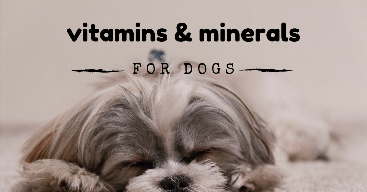 Dog Vitamins and Minerals
