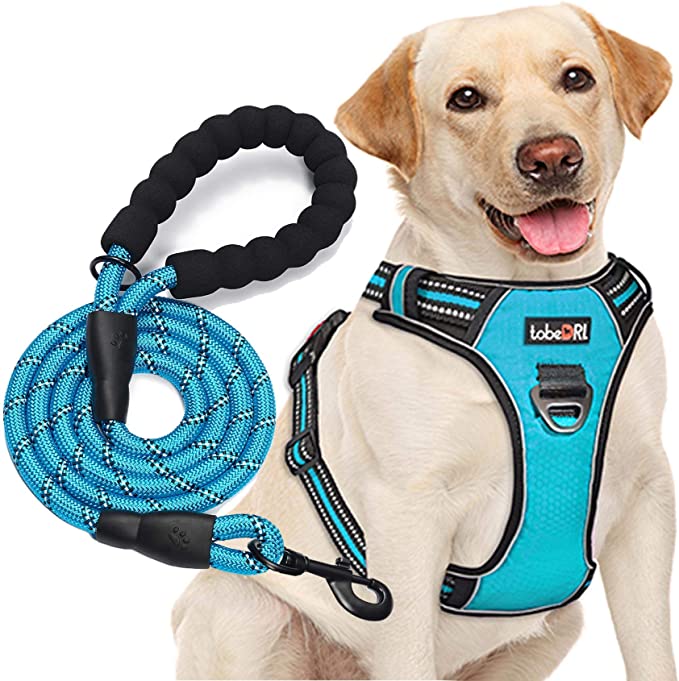 a dog in the harness