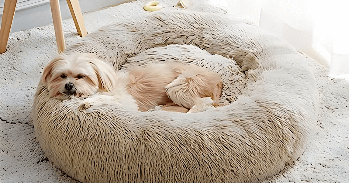 A small dog laying in the Western Home Calming Dog & Cat Bed