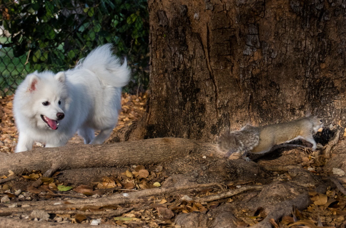 A dog and a squirrel.