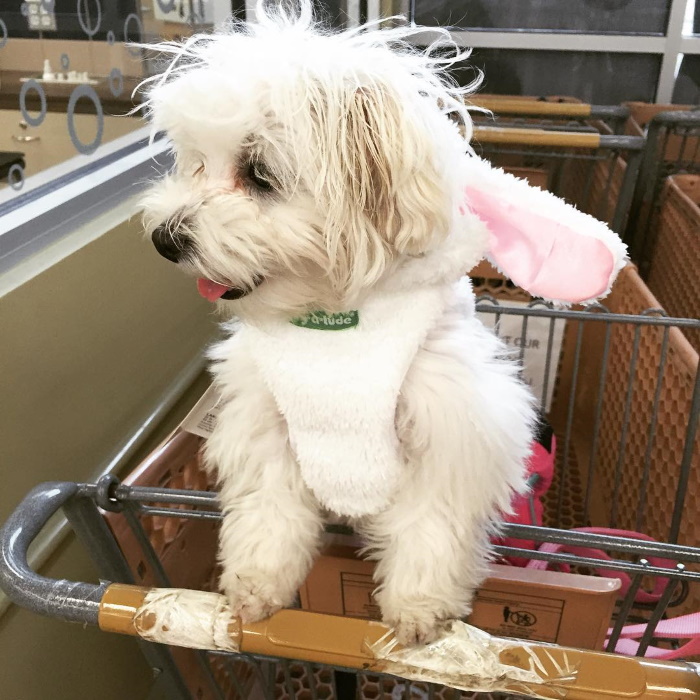 Zoey the Maltichon in bunny ears.