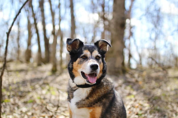 A German-Shepherd Collie Mix