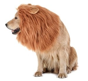 Dog Lion Mane Halloween Costume