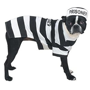Prison Dog Halloween Costume