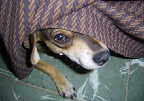 Nope, not hiding under the blanket!