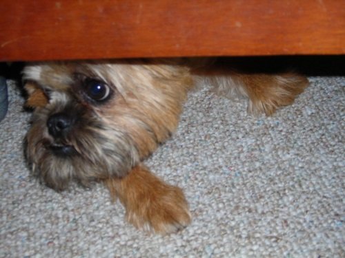 Under the furniture is the perfect hiding spot for me!