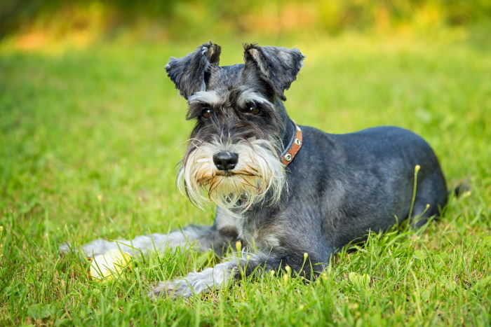 A Miniature Schnauzer