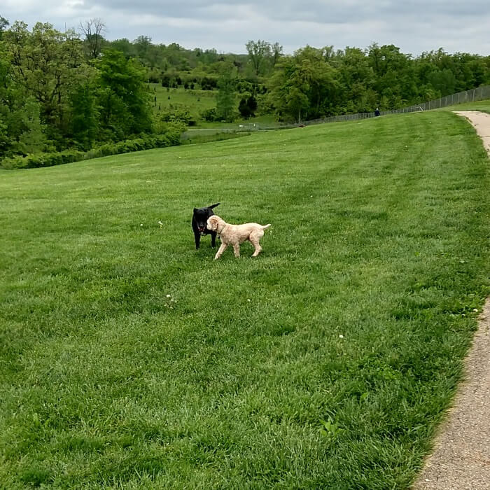 Princess and Niko playing together.