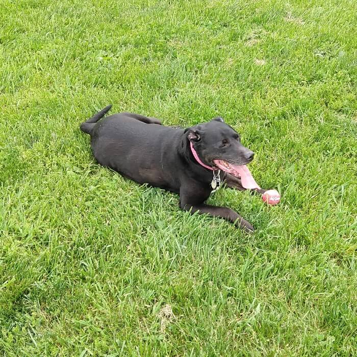 Princess with a ball she borrowed from another dog.