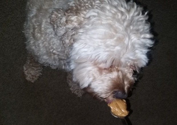 Niko enjoying a spoonful of peanut butter.