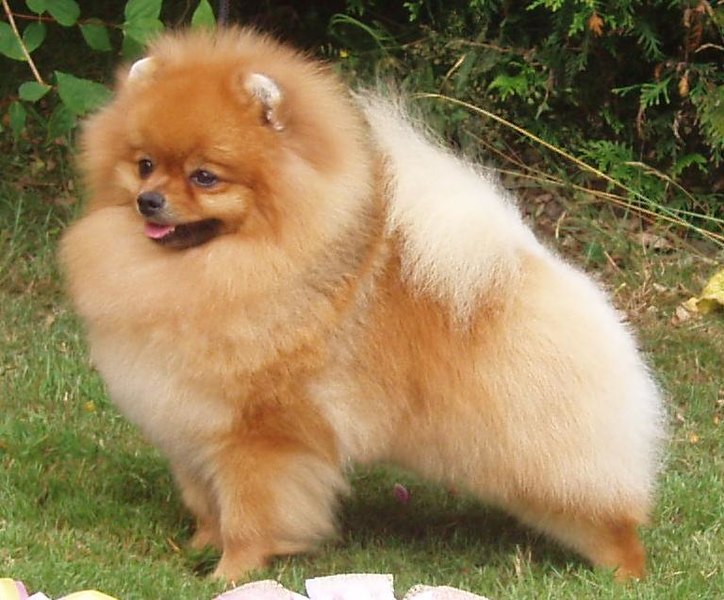 A Pomeranian