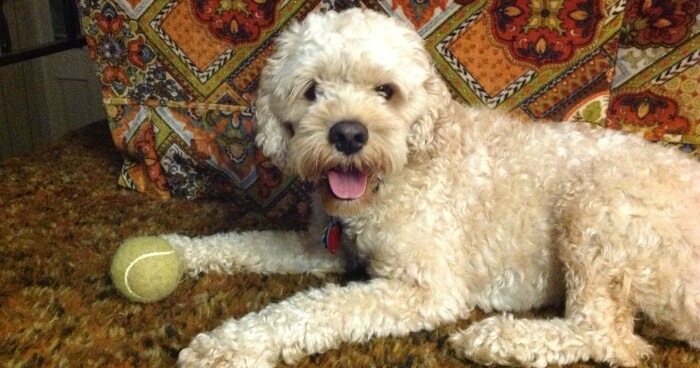 Niko happily plays with a ball at my parent's house.