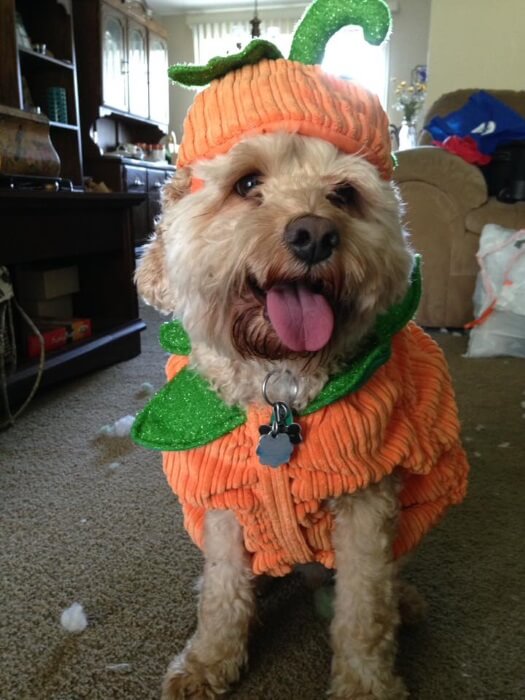 Niko dressed up in a pumpkin costume for Halloween.