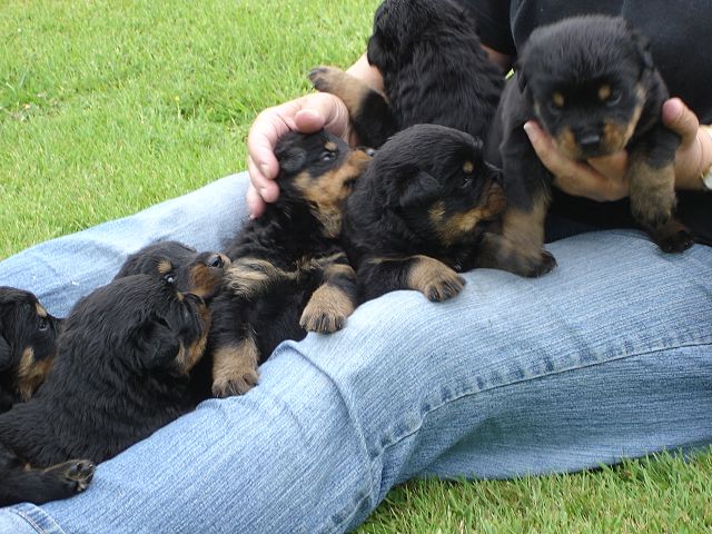 Rottweiler puppies.