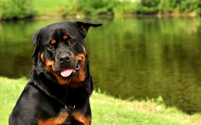 A Rottweiler