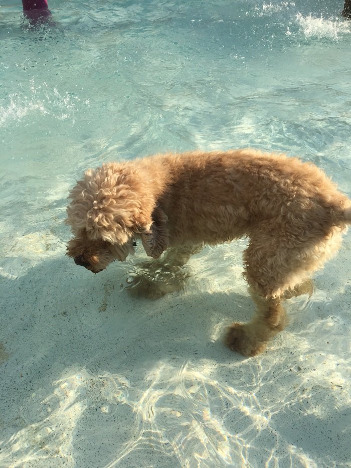 Niko in the kiddie pool.