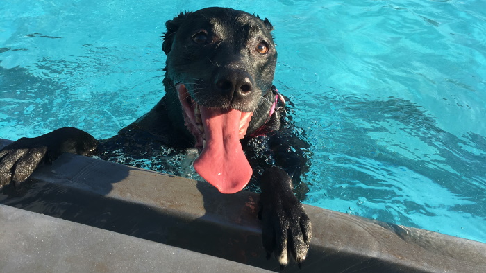Princess on the poolside with her big tongue.