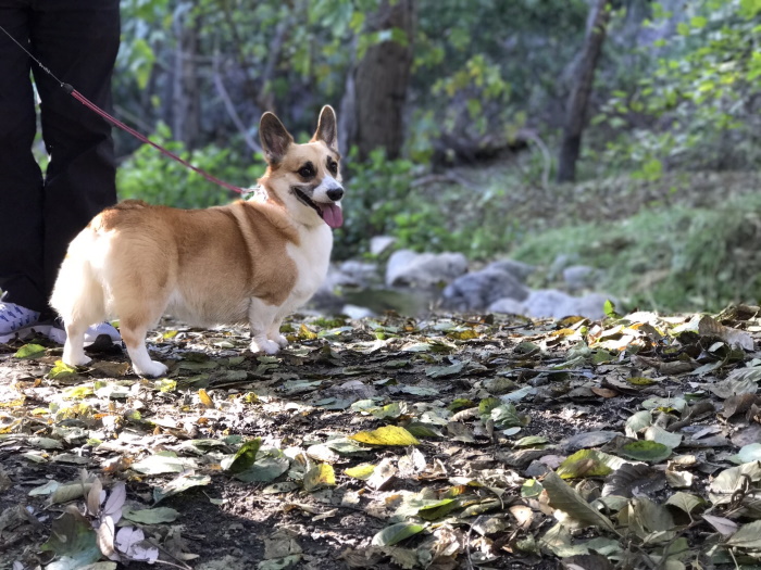 Pippa on a hike.