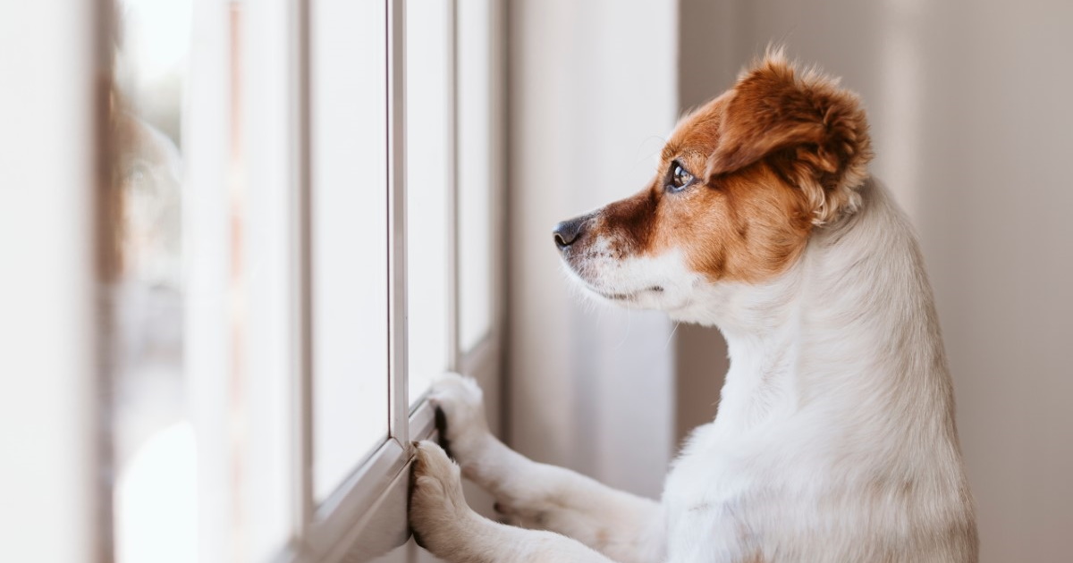 A dog that appears to be a Jack Russell Terrier looking longingly out of a window.