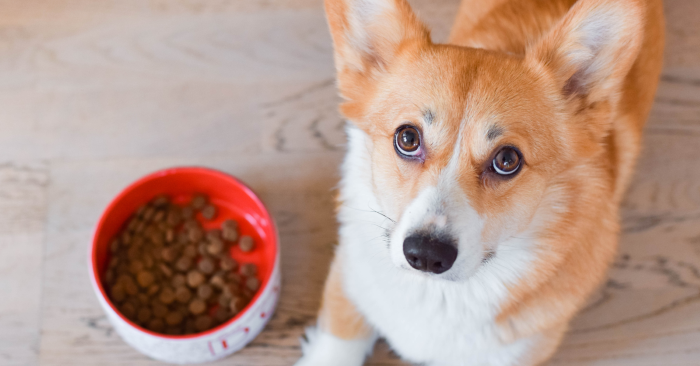 Welsh corgi lying down next to a bowl with dog dry food, looking to the camera and begging for food